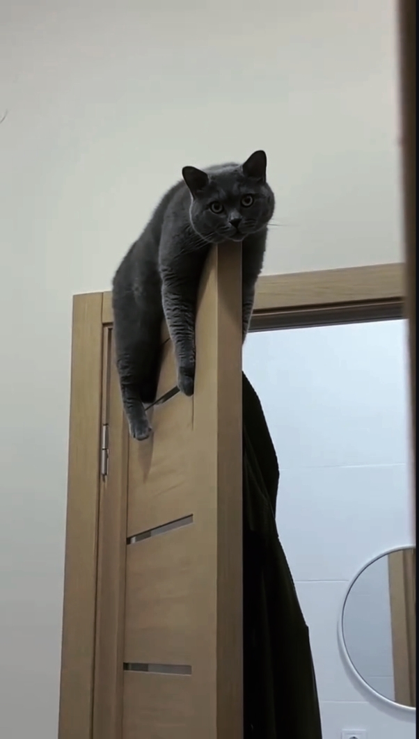 고양이
