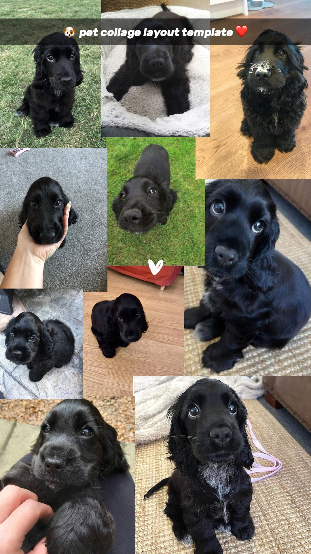 Colagem de animais de estimação