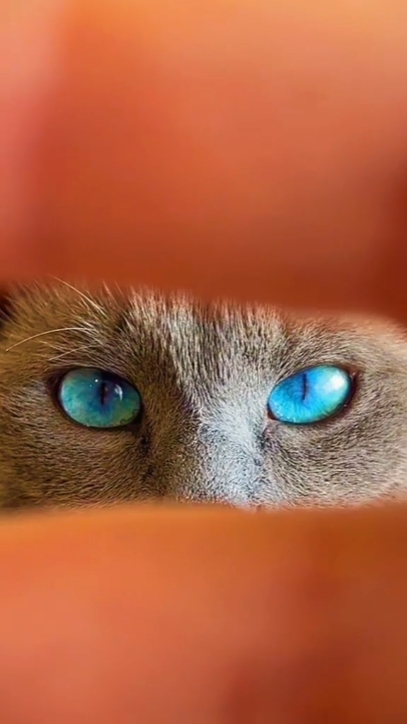 océan yeux tendance chat
