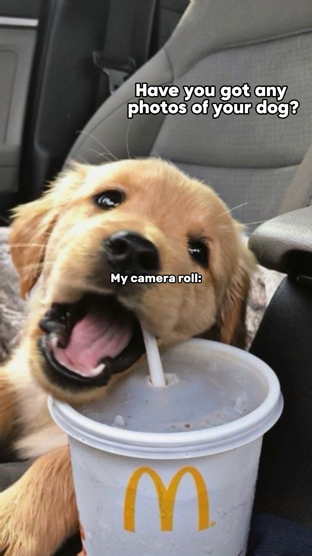 Photos de chien x
