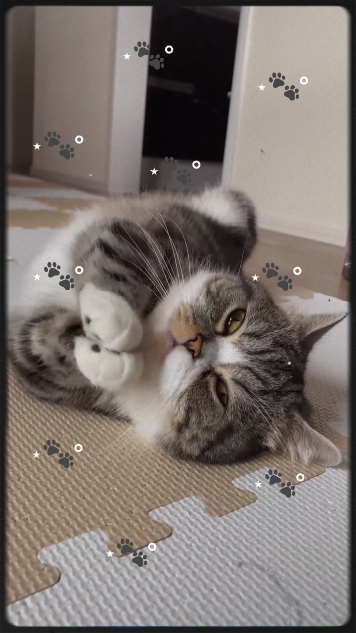 귀여운 고양이