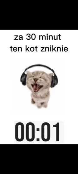 kot w słuchawkach