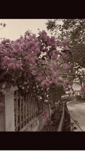 Canlı fotoğraf..