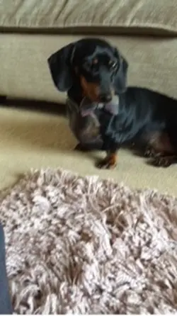 Sausage dog