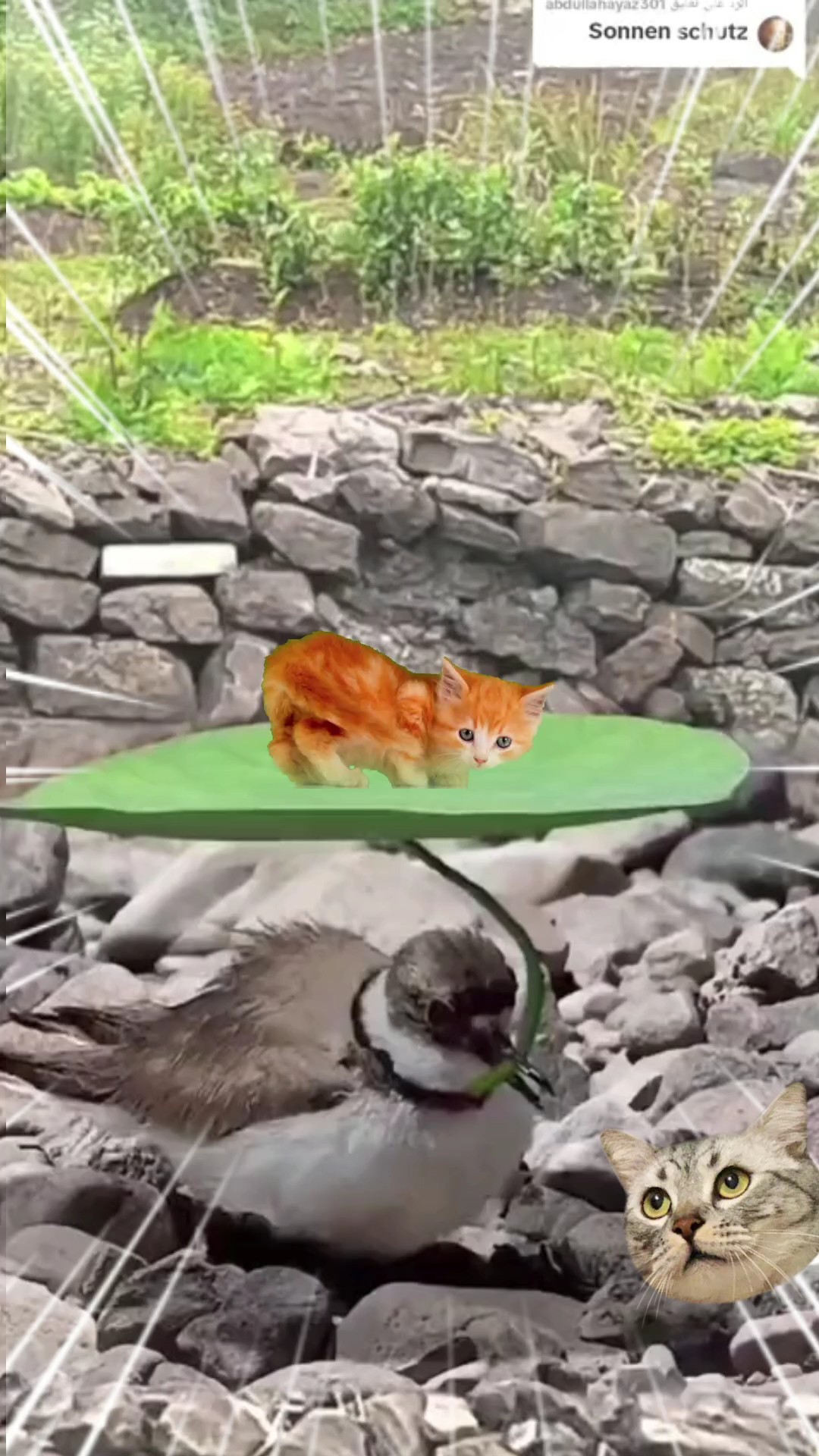 Gato y pájaro divertidos 