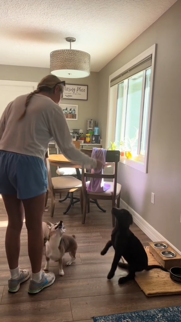 Perrito sentado
