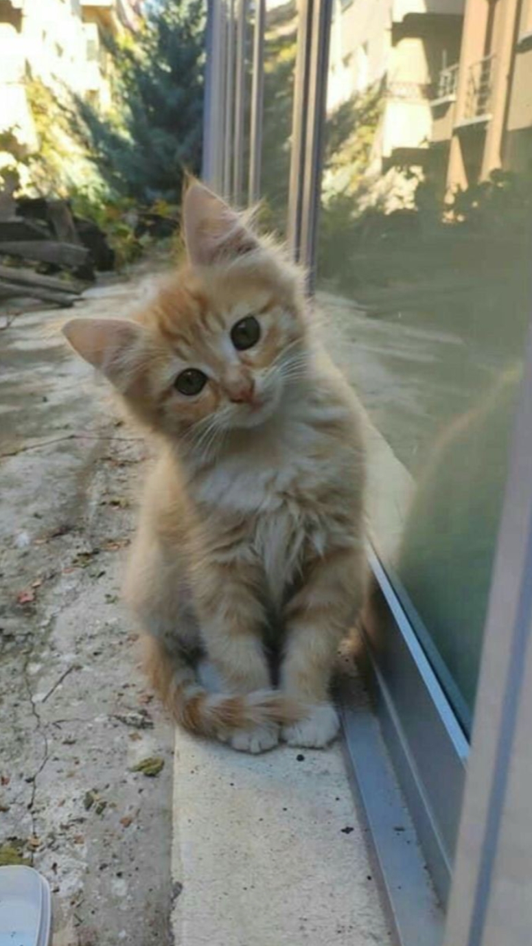 Eu amo gato