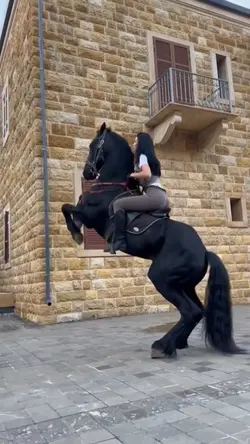 Horse