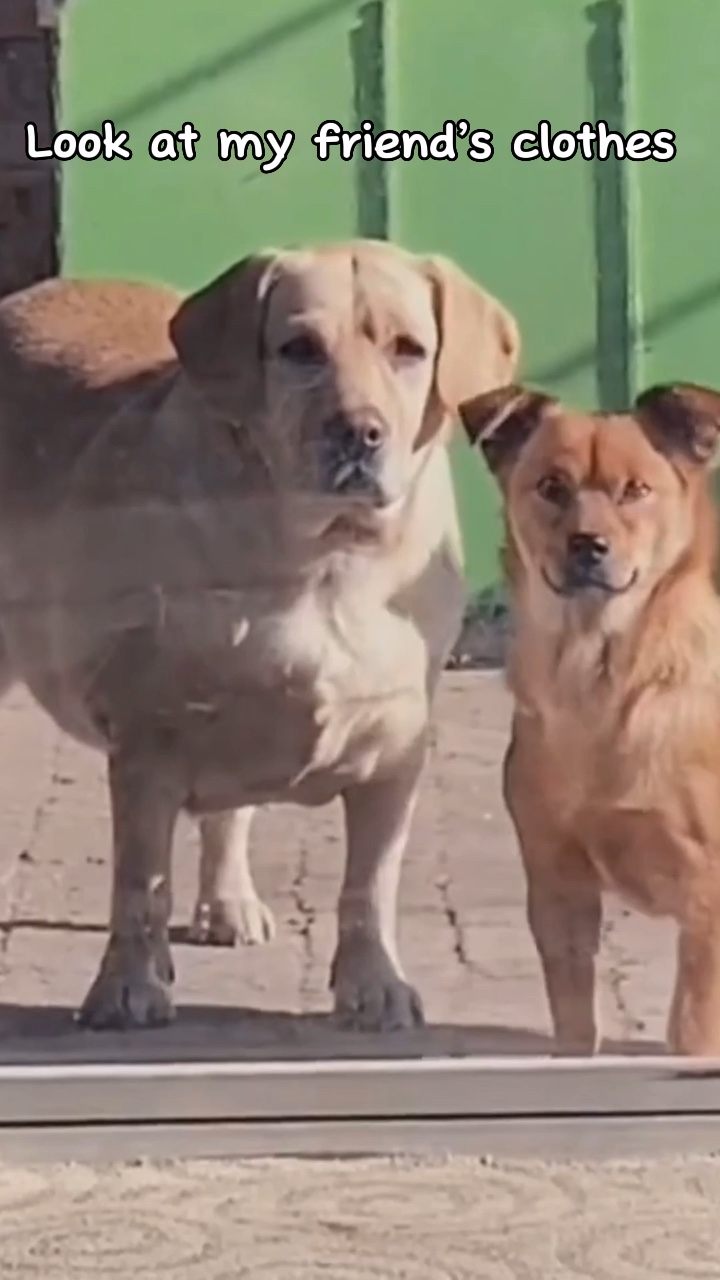 Exibição do produto de roupas para animais de estimação: leve, fácil e aberto