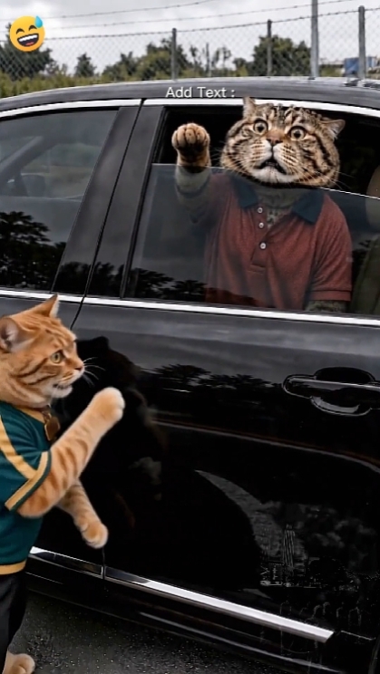 Gato Gracioso