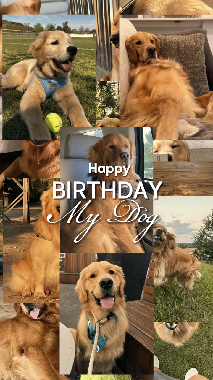 Geburtstag mein Hund