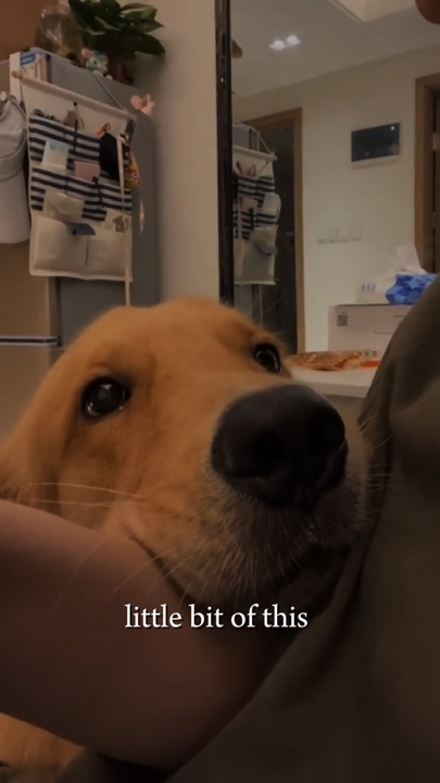 Köpek severler 🐾