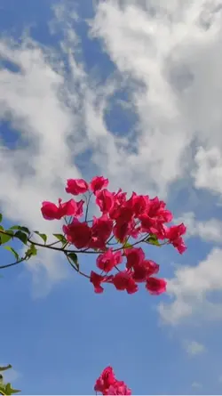 Flowers lovers