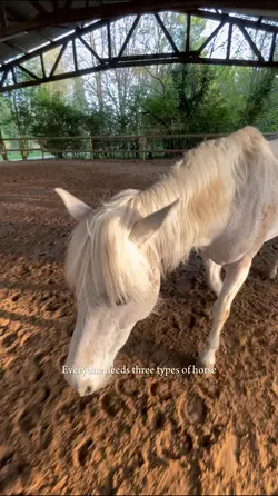 3 types of horses 💗