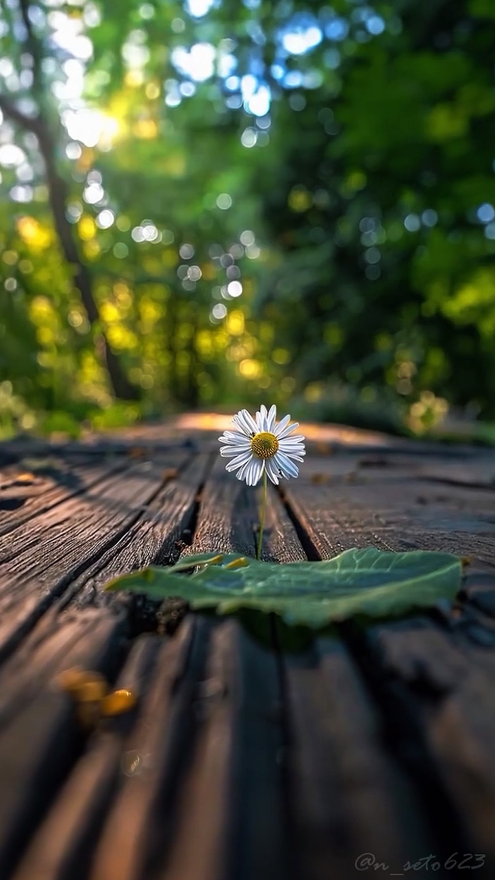 8 Clips Vidéo 