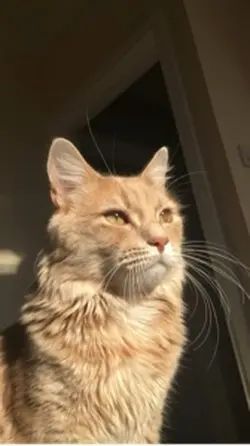 Stuffed animal