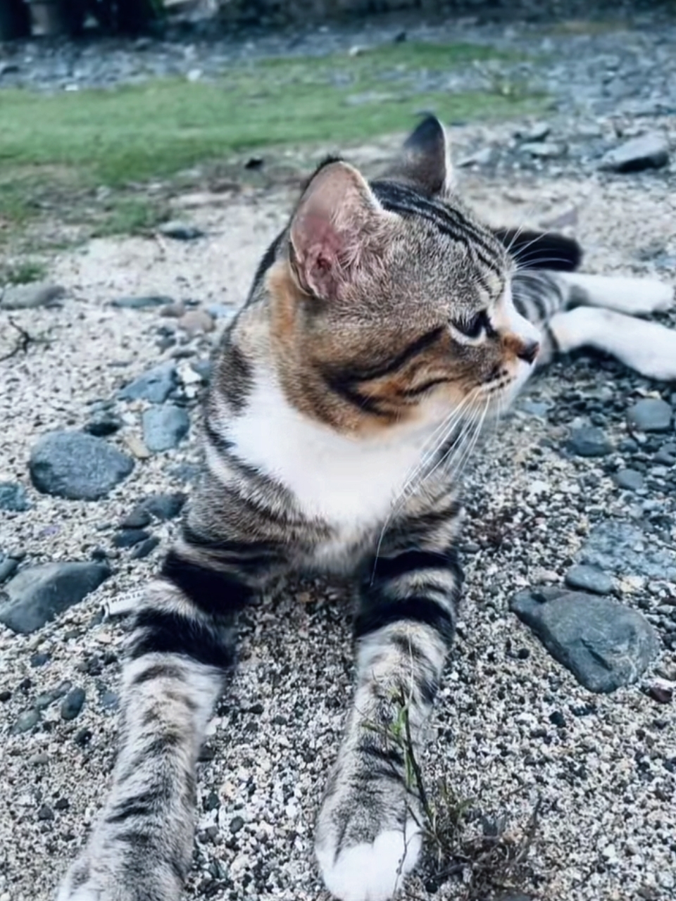 foto canlı 