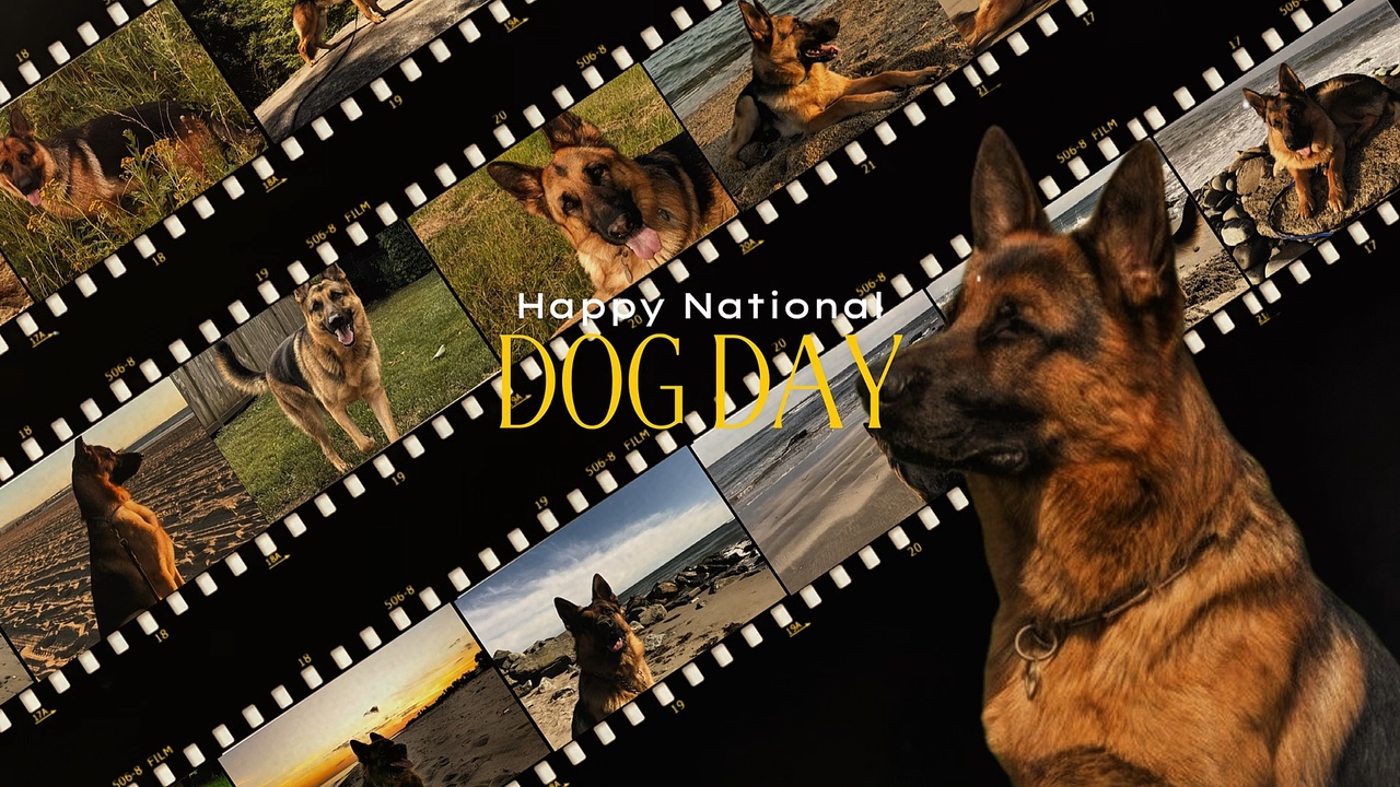 National dog day 