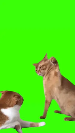 Cat hit meme