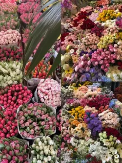 Beautiful Flower