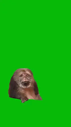 Monkey Chilling