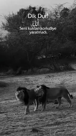 Yeni Şablon