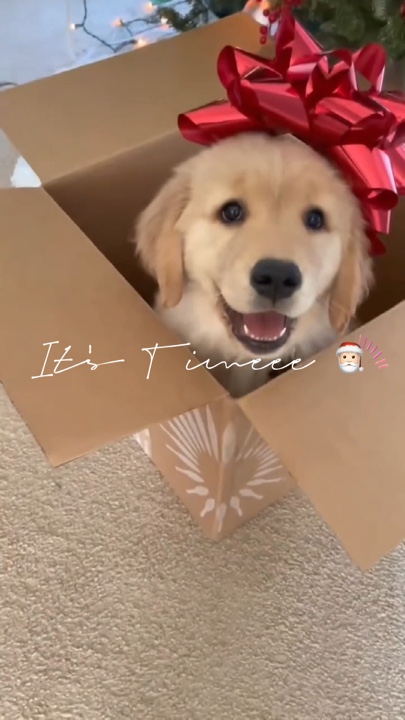 Weihnachten Haustier