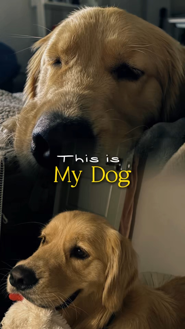 Das ist mein Hund