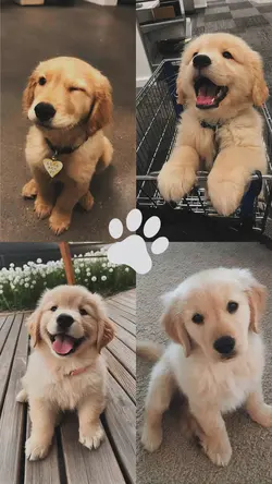 Pet Cute Dump