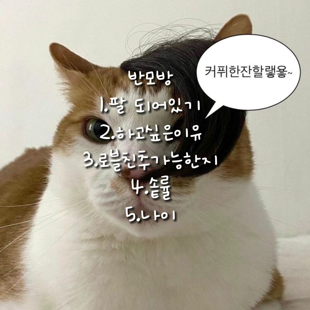 50팔기념 반모방