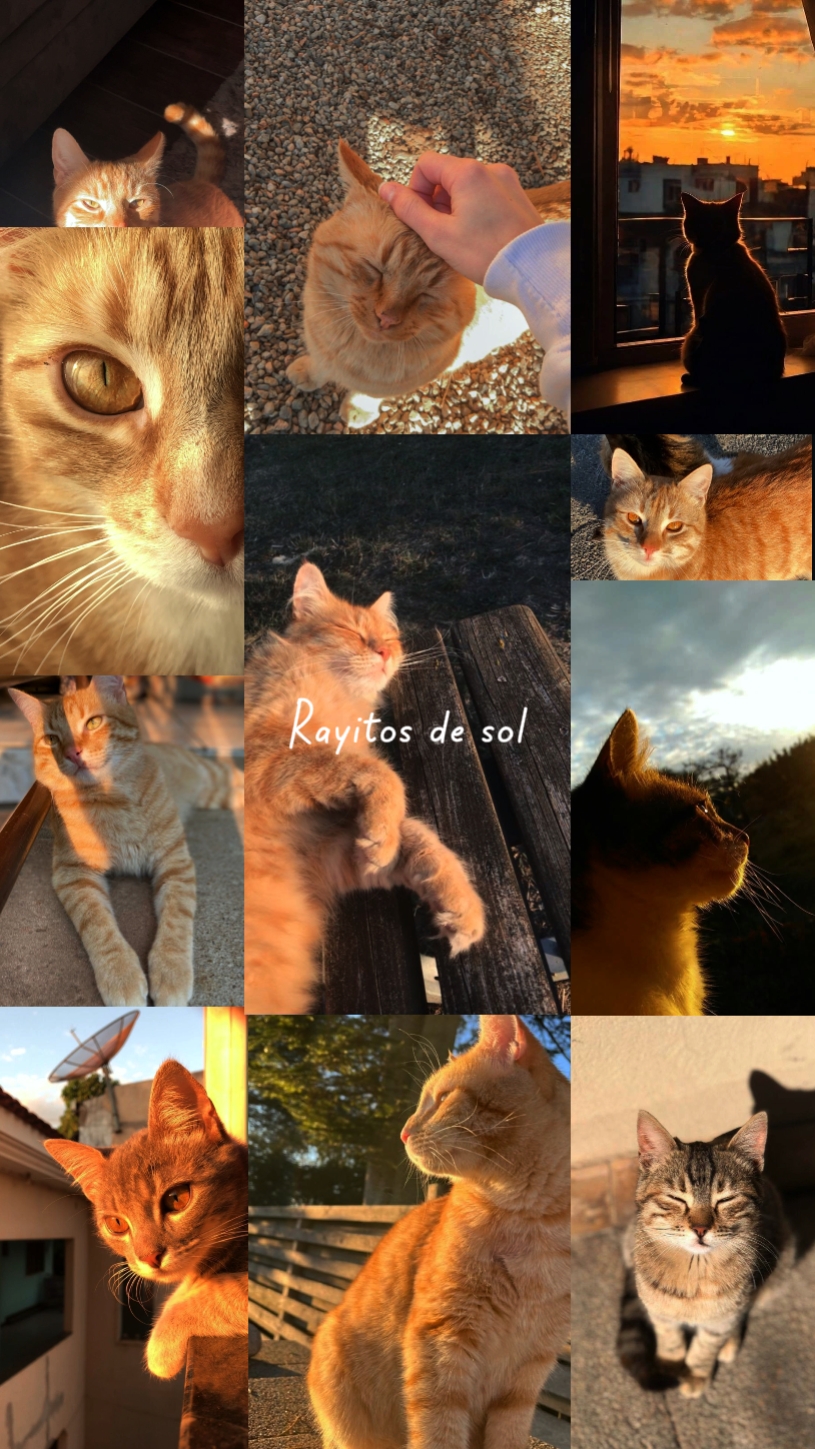 Collage Gatos