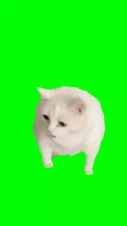 kucing muntah