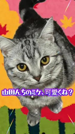 猫の片思い