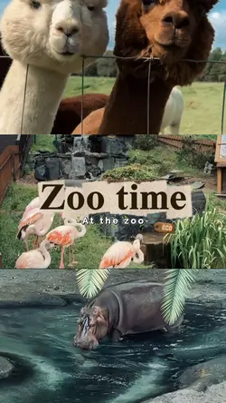 Zoo time