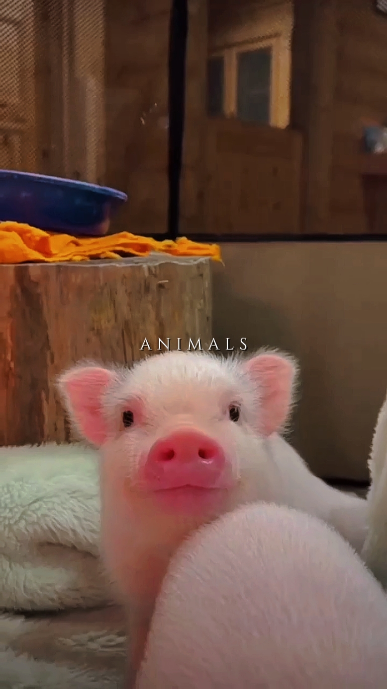 Animals vlog 