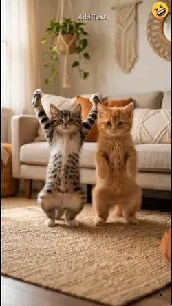 Funny Cat