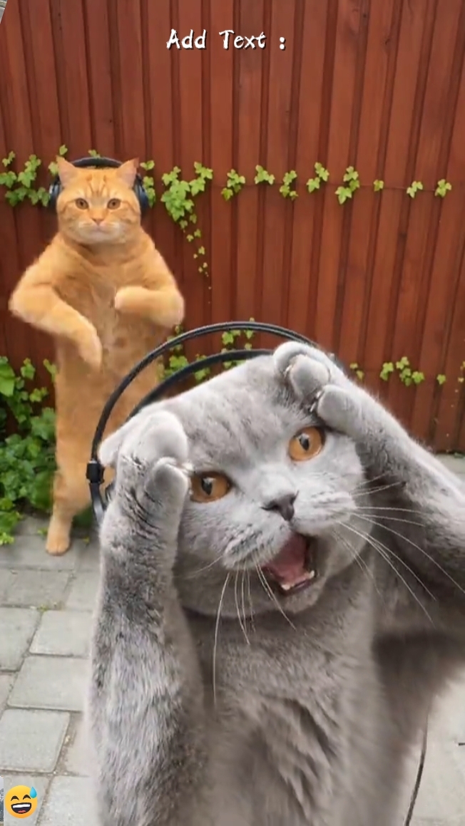 Tanz Katze Trend 