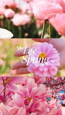 my life in spring