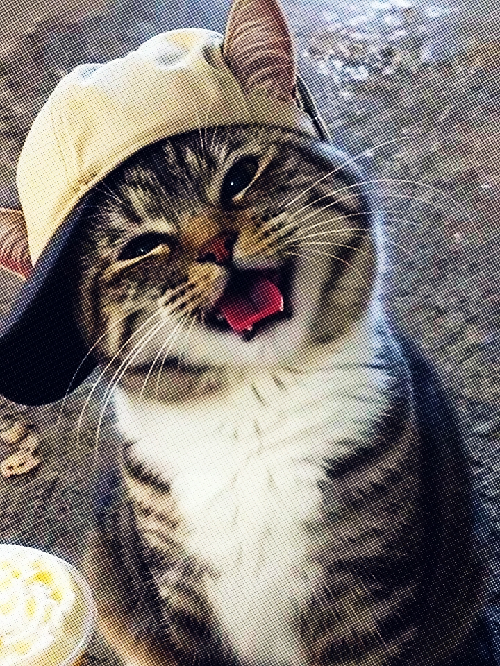 KATZENÜBERGANG TREND
