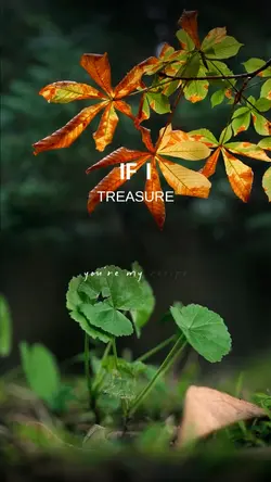 IF I - TREASURE