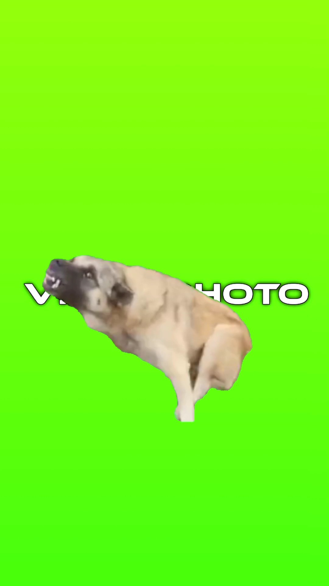 Tendência de cachorro 