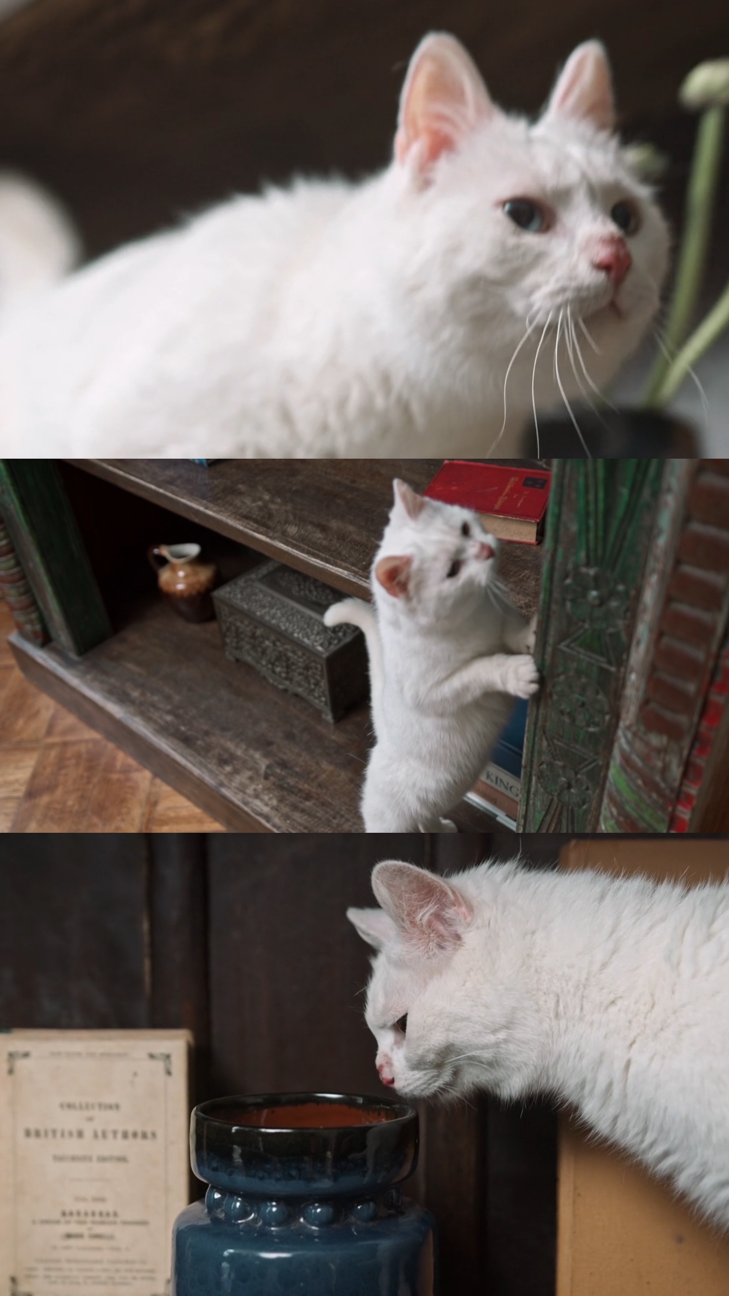Pecinta kucing