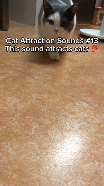 My baby cat 