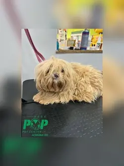 Pet Shop 