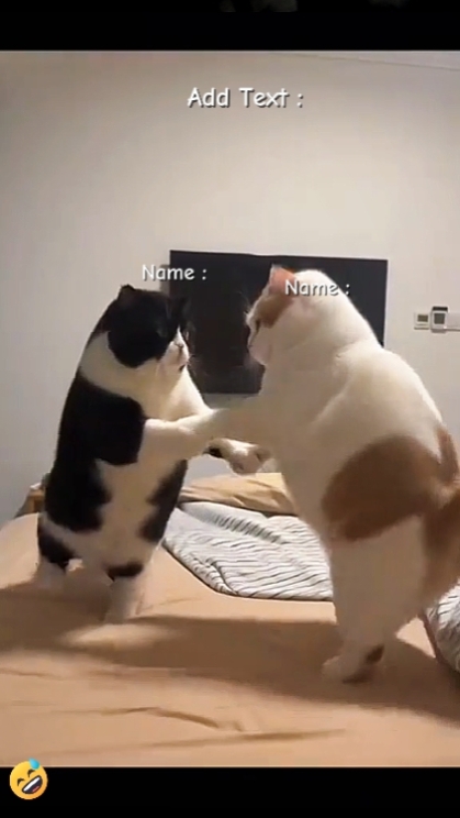 Gato Fofo. Engraçado