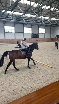SHOWJUMPING
