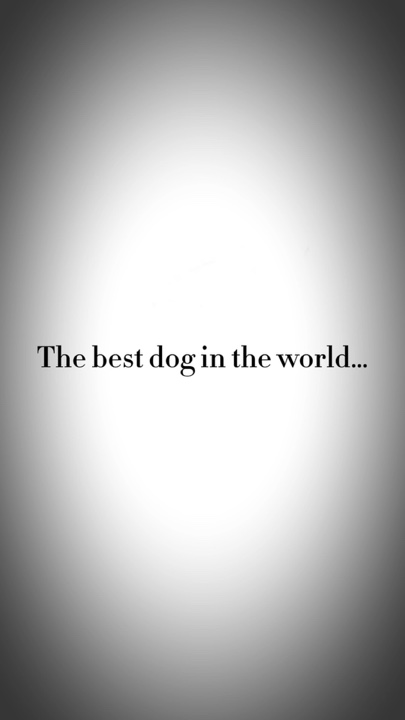 Bester Hund 