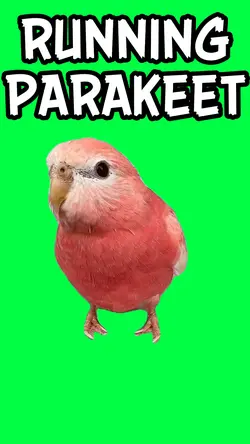 RUNNING PARAKEET