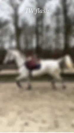 Stallion