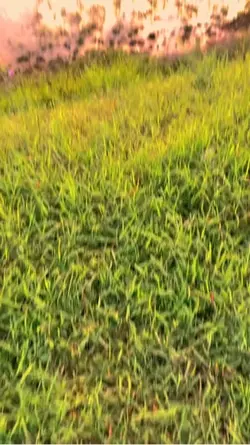 Parang mana